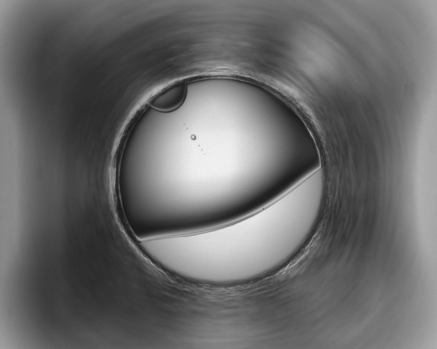 X0000096171424200801180821