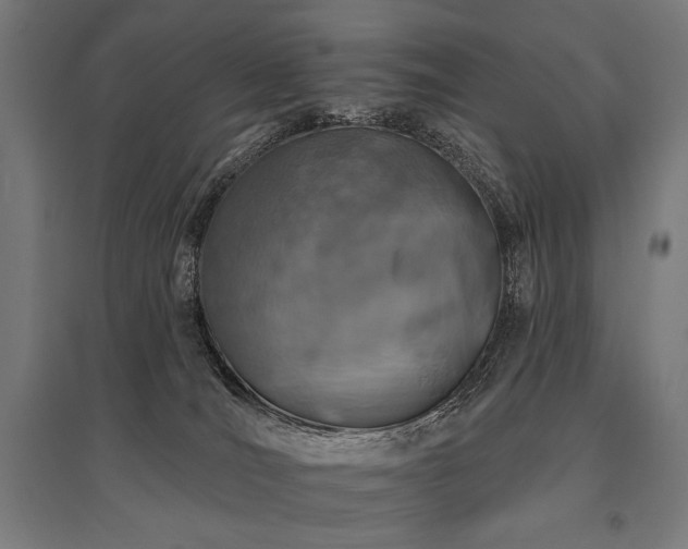 X0000096170036200801181300