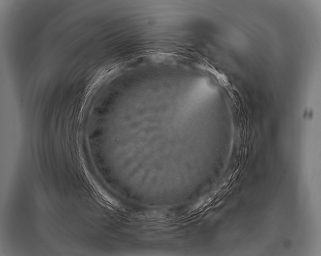 X0000096170049200801181259