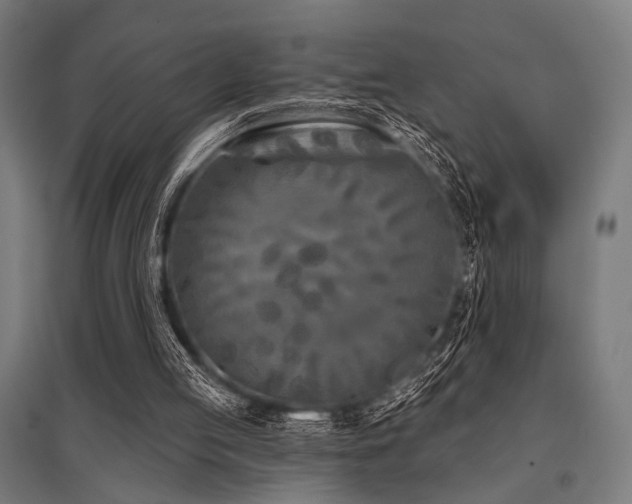 X0000096170053200801181259