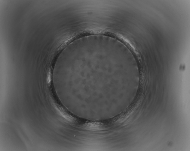 X0000096170069200801181259