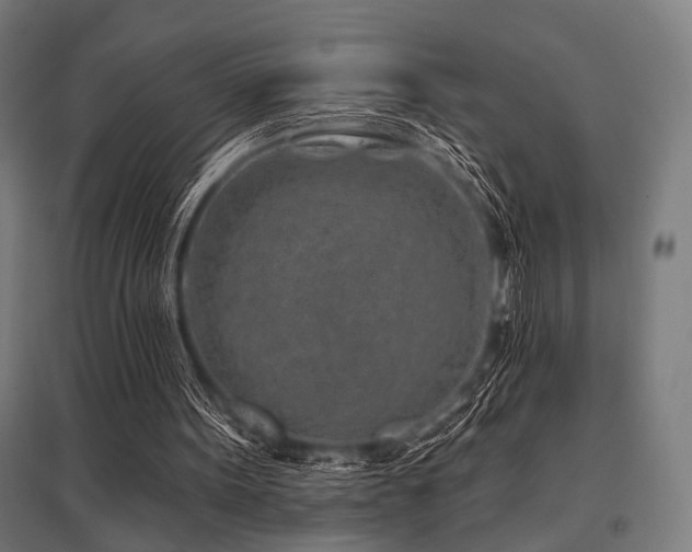 X0000096170099200801181259