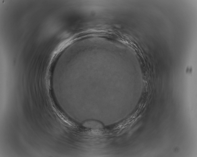 X0000096170149200801181258