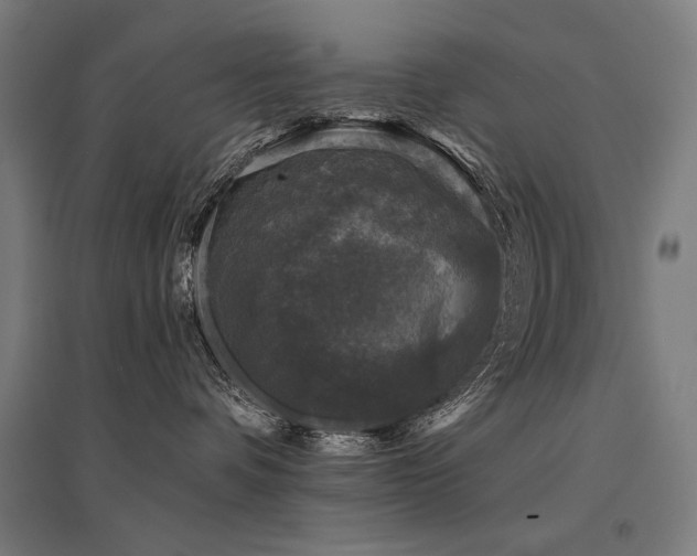 X0000096170336200801181255