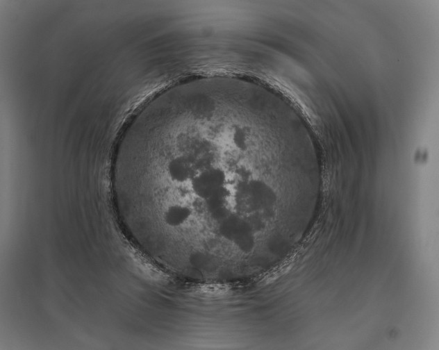 X0000096170353200801181255