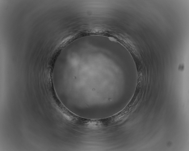 X0000096170415200801181254