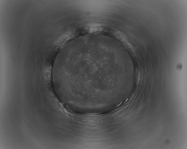 X0000096170475200801181254