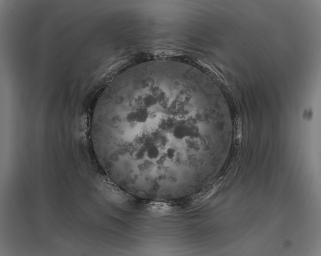 X0000096170519200801181253