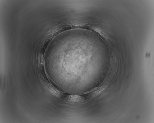 X0000096170528200801181252