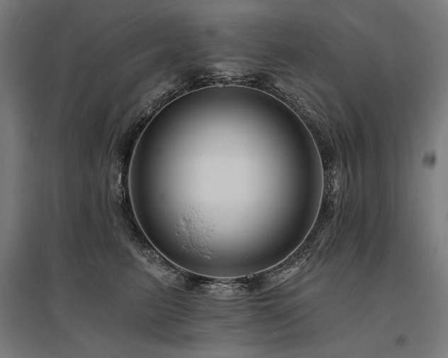 X0000096170615200801181251