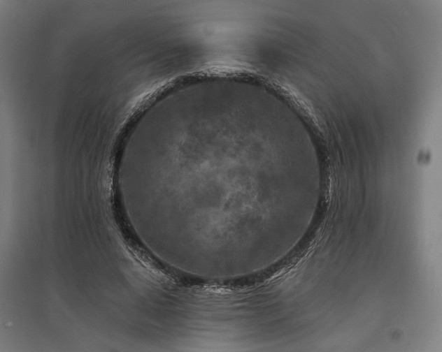 X0000096170640200801181250