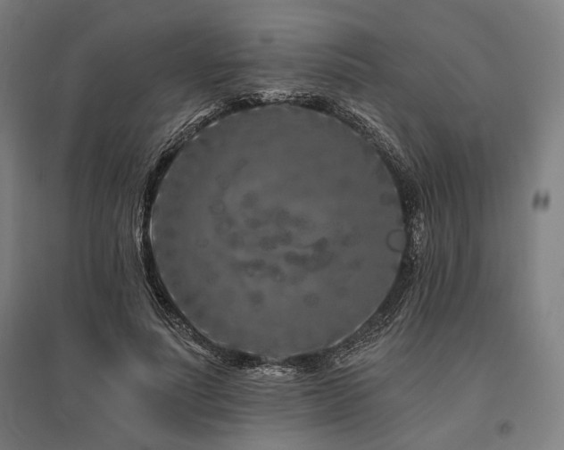 X0000096170691200801181250