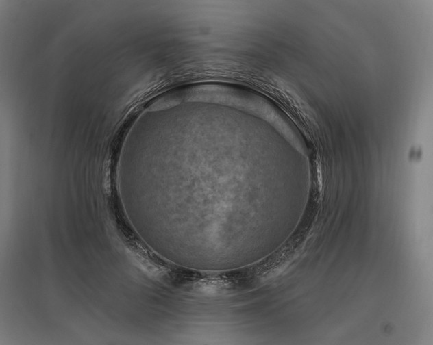 X0000096170696200801181250