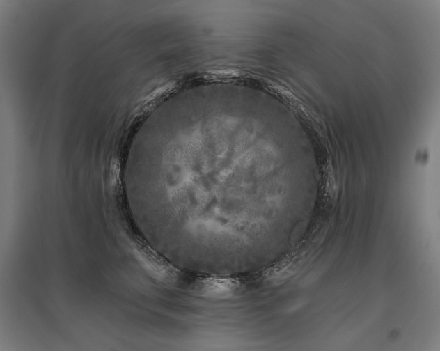 X0000096170711200801181250
