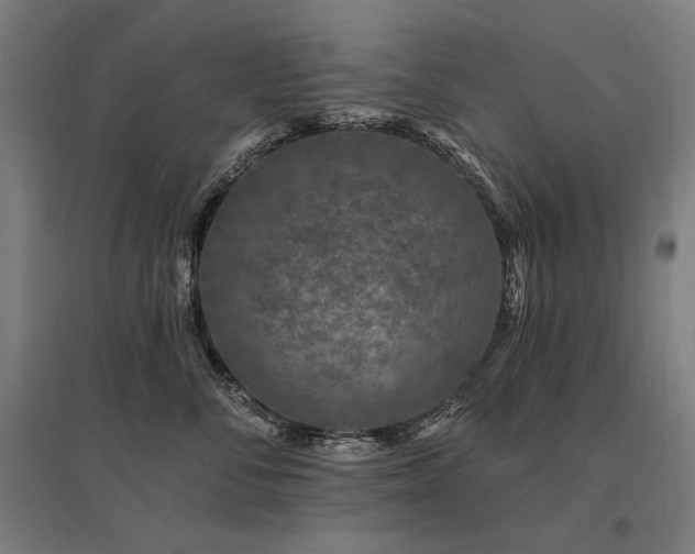 X0000096170716200801181250