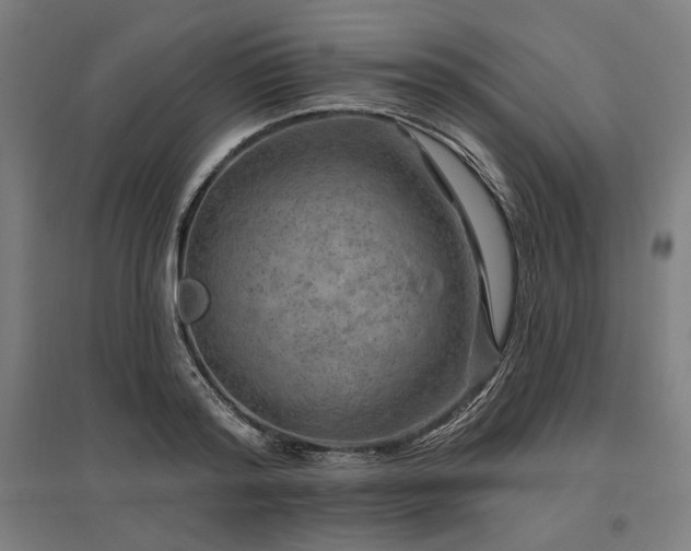 X0000096170796200801181248