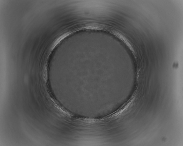 X0000096170829200801181248