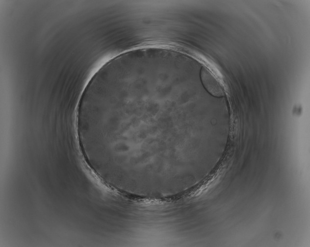 X0000096170907200801181247