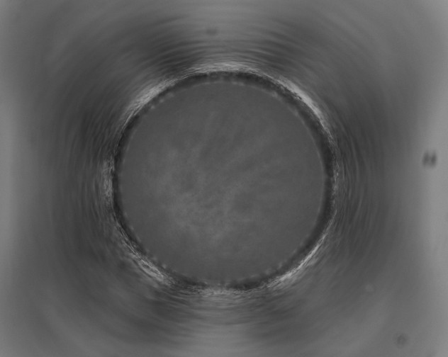 X0000096170921200801181246