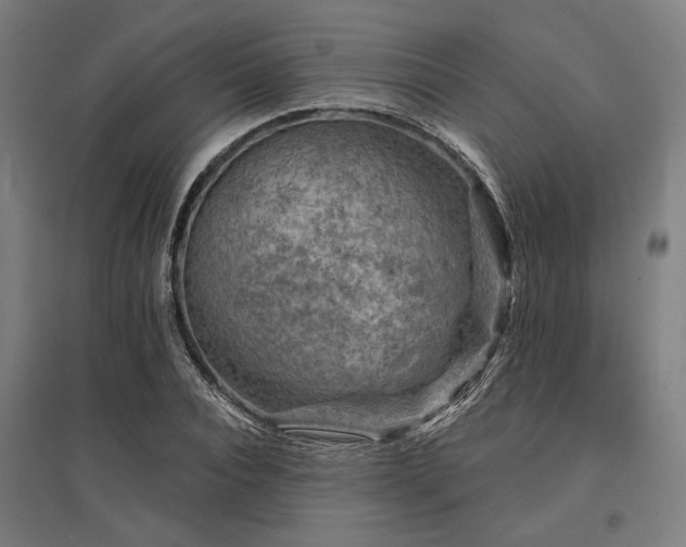 X0000096170928200801181246