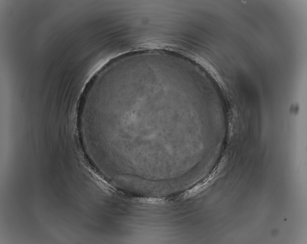 X0000096171023200801181245