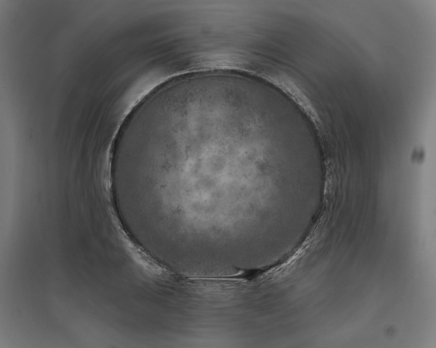 X0000096171031200801181245