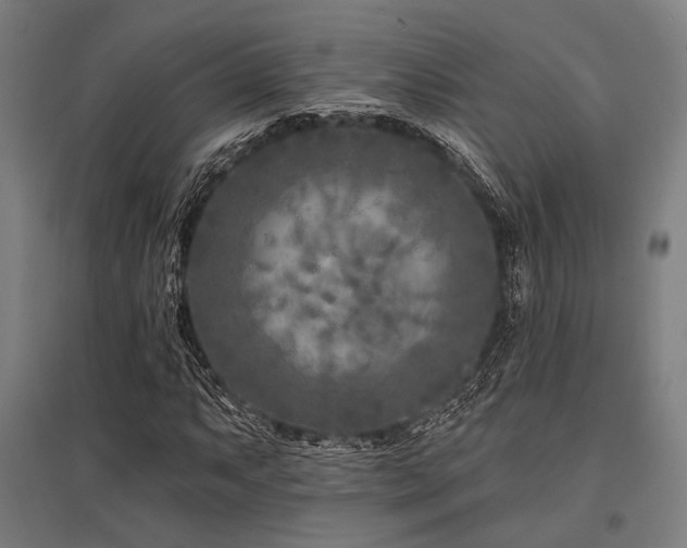 X0000096171063200801181245