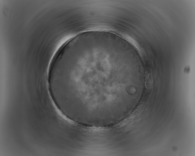 X0000096171087200801181244