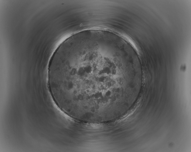 X0000096171095200801181244
