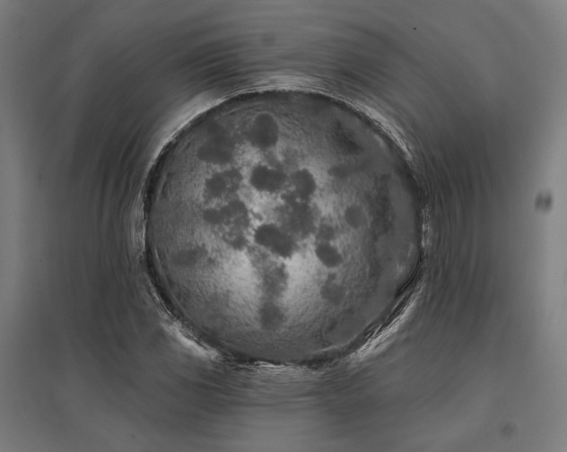 X0000096171117200801181244