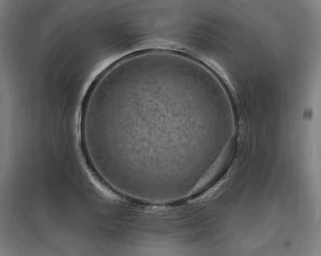 X0000096171128200801181244