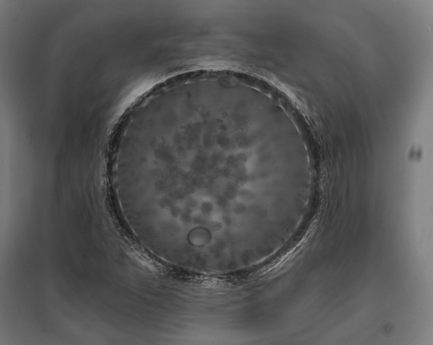 X0000096171263200801181242