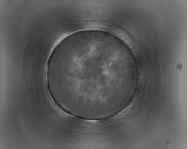X0000096171275200801181242