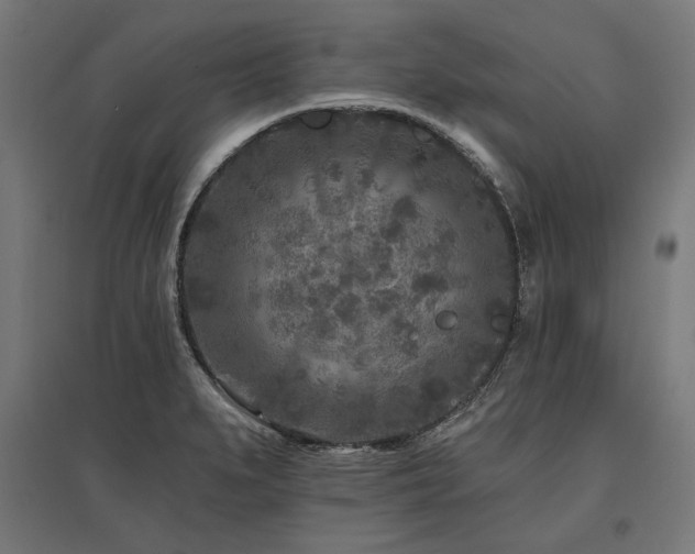 X0000096171279200801181242