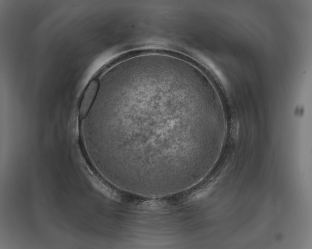 X0000096171368200801181241