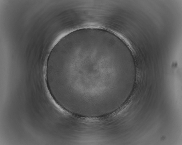 X0000096171383200801181240