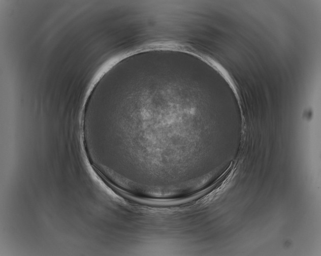 X0000096171389200801181240