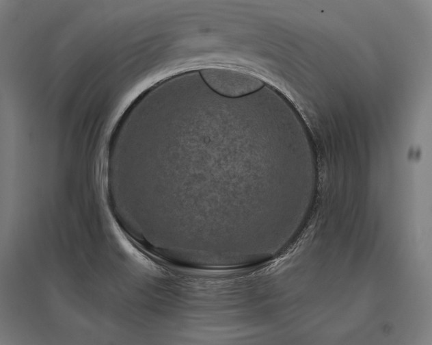 X0000096171515200801181238