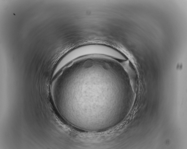 X0000096170009200801251202