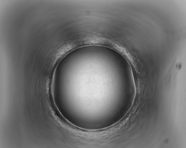 X0000096170010200801251202