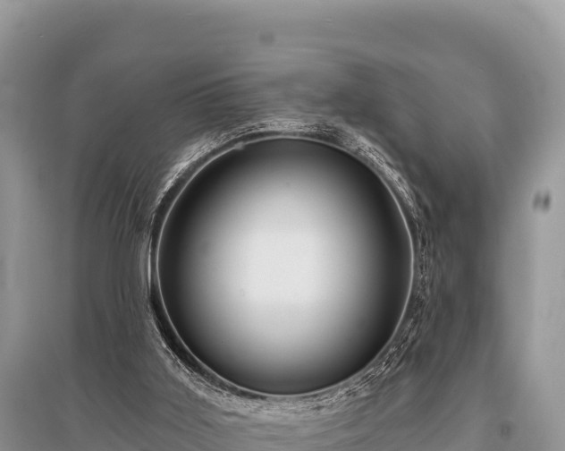 X0000096170011200801251202