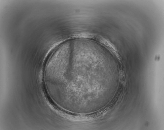 X0000096170012200801251202