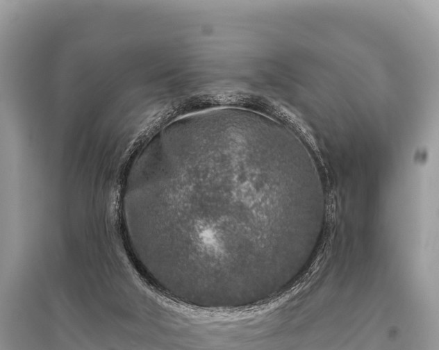 X0000096170018200801251202