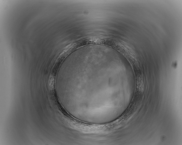 X0000096170036200801251202