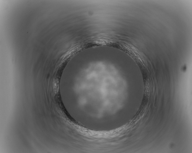 X0000096170043200801251202