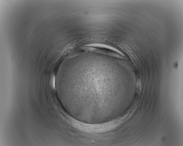 X0000096170046200801251202