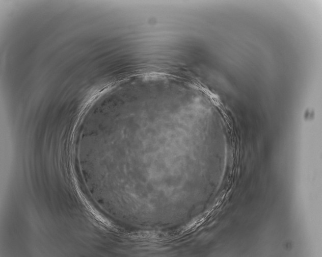 X0000096170049200801251201