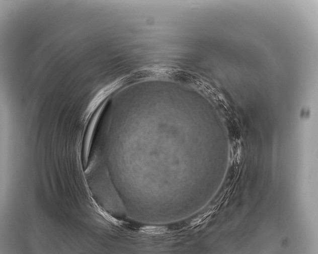 X0000096170051200801251201