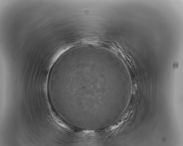 X0000096170052200801251201