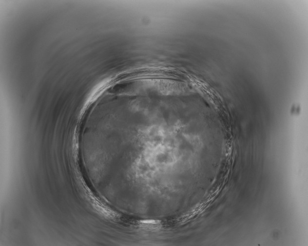 X0000096170053200801251201